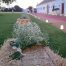 Camino de alpacas con paniculata, velas y alfombra en Dehesa Bolaños
