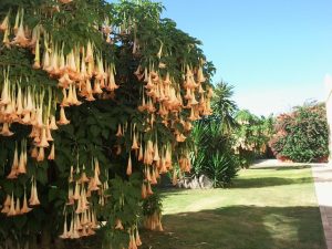 Jardín lateral salones Dehesa Bolaños