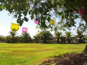 Jardines desde árbol con jaulas y tarros con flores.