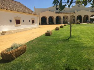 Camino de alpacas - Comunión Javier en Dehesa Bolaños