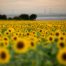 Campo girasoles - Boda María & Álvaro en Dehesa Bolaños