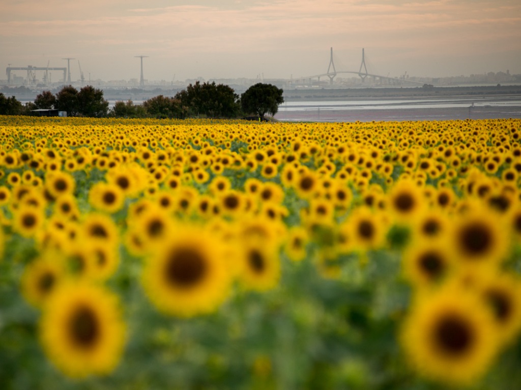 Campo girasoles - Boda María & Álvaro en Dehesa Bolaños